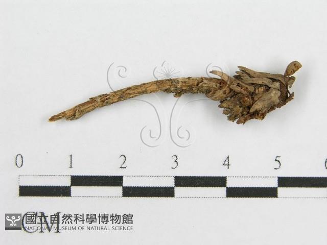 微皮傘屬藏品圖，第1張