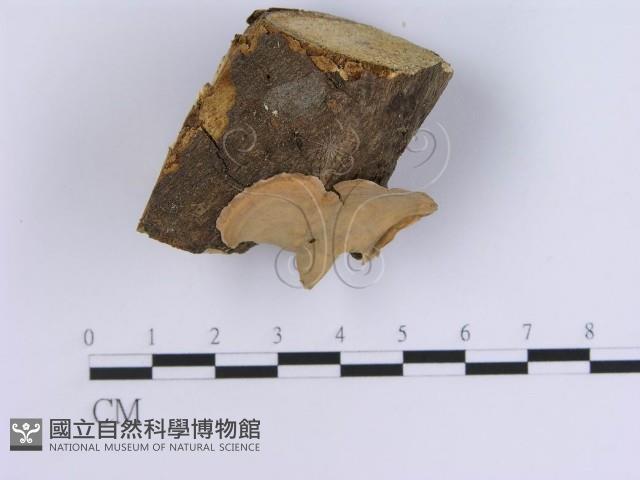 蠔韌革菌藏品圖，第1張