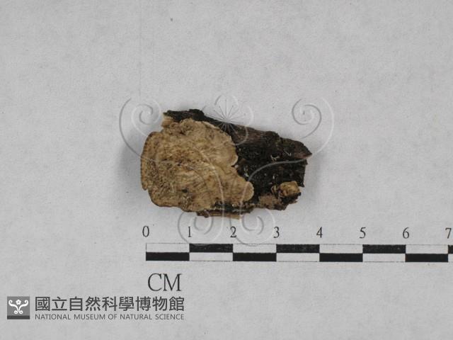 登錄號:F0028010藏品圖，第1張