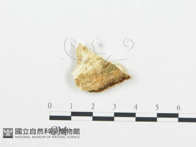 登錄號:F0006010藏品圖，第1張