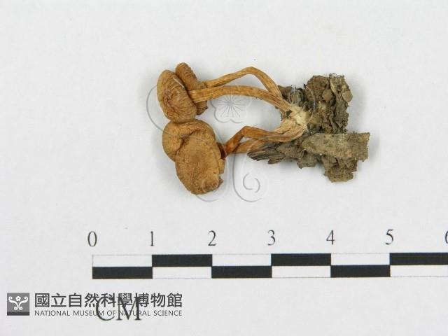 登錄號:F0016010藏品圖，第1張