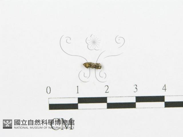 登錄號:F0001010藏品圖，第1張