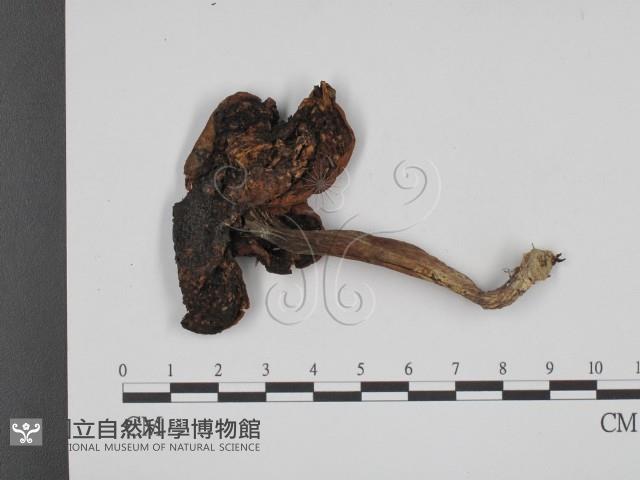 登錄號:F0011010藏品圖，第1張