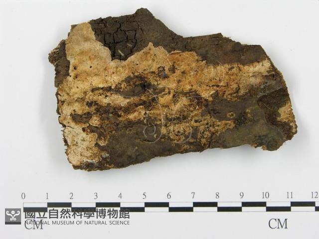 登錄號:F0004010藏品圖，第3張