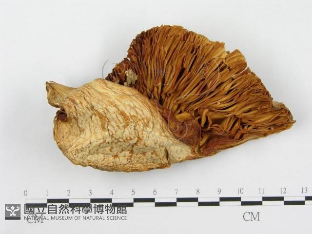 登錄號:F0014010藏品圖，第1張