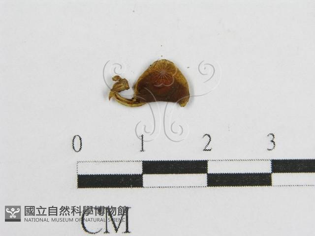 登錄號:F0002010藏品圖，第1張