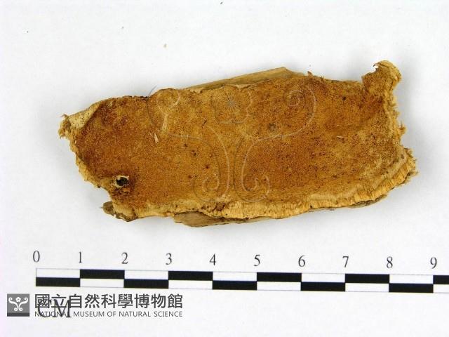 登錄號:F0007010藏品圖，第1張