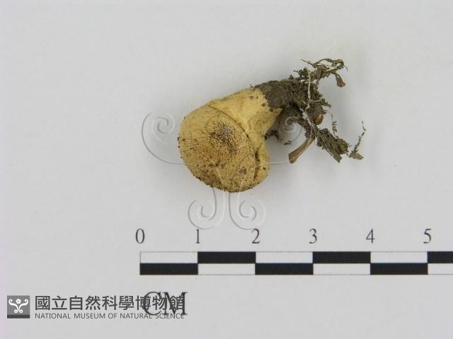 登錄號:F0017010藏品圖，第1張