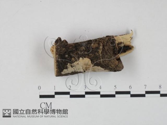 登錄號:F0005010藏品圖，第1張