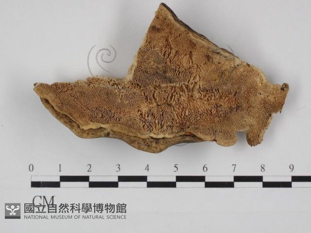 登錄號:F0029010藏品圖，第1張
