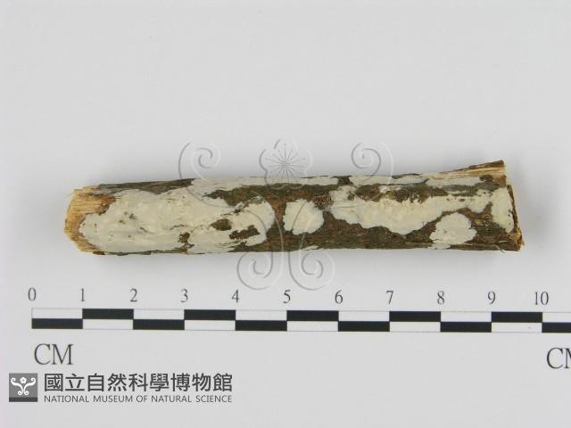 絲皮菌屬藏品圖，第1張