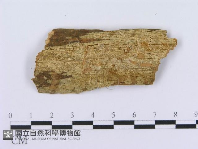 登錄號:F0003010藏品圖，第1張