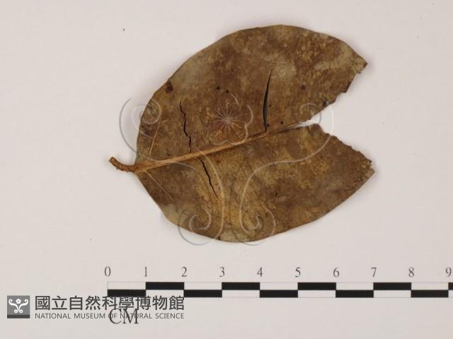 登錄號:F0008310藏品圖，第1張