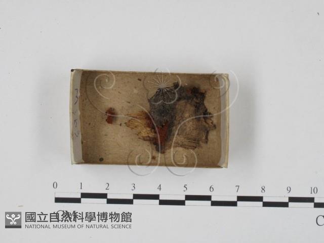登錄號:F0018310藏品圖，第1張