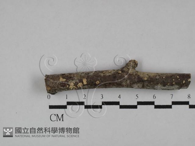 登錄號:F0004310藏品圖，第1張