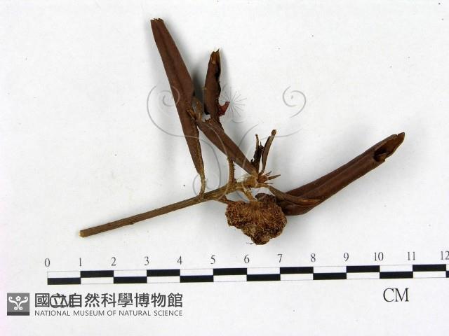 登錄號:F0005310藏品圖，第1張