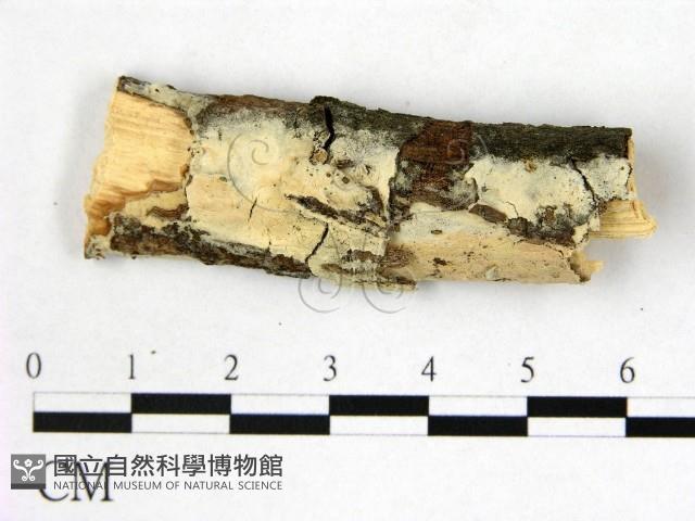 登錄號:F0009310藏品圖，第1張