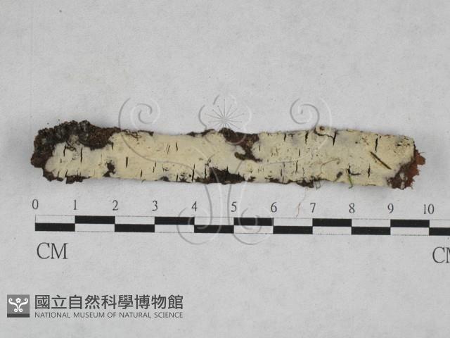 登錄號:F0028290藏品圖，第1張