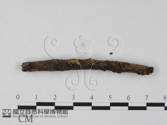 登錄號:F0008290藏品圖，第1張