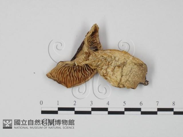紅菇屬藏品圖，第1張