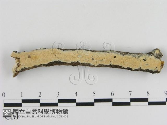 登錄號:F0010290藏品圖，第1張