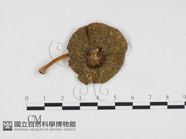 登錄號:F0016290藏品圖，第1張