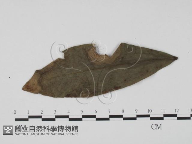 登錄號:F0021290藏品圖，第1張