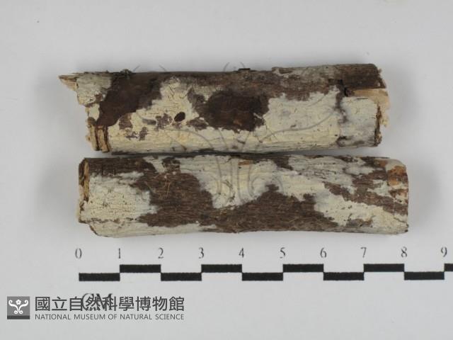 冇骨消絲齒菌藏品圖，第1張