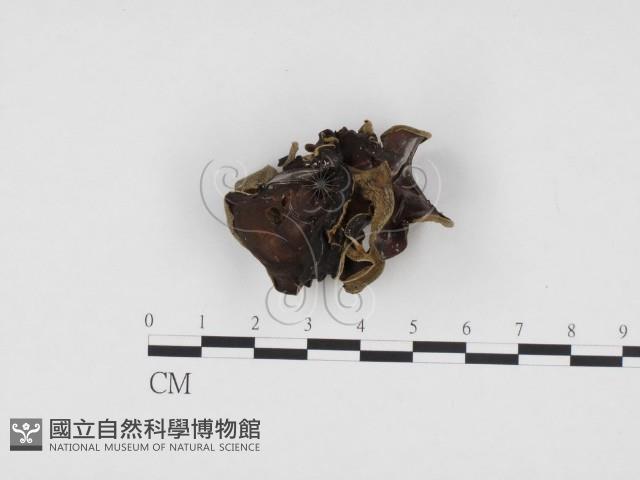 登錄號:F0024290藏品圖，第1張