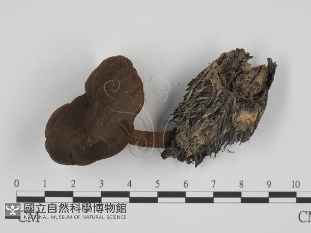 登錄號:F0014290藏品圖，第1張