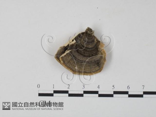 雲芝藏品圖，第1張