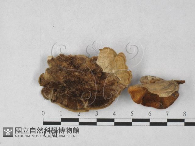 登錄號:F0027290藏品圖，第1張