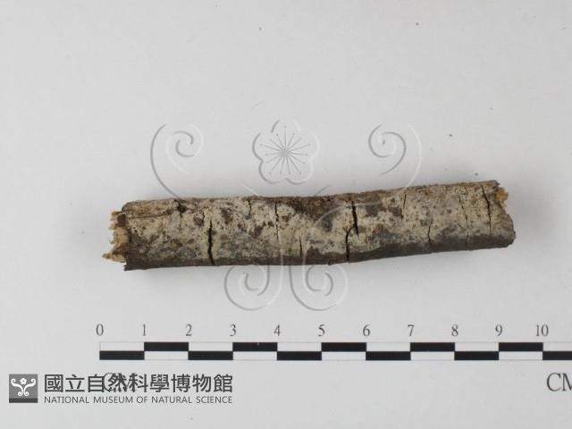 登錄號:F0025290藏品圖，第1張