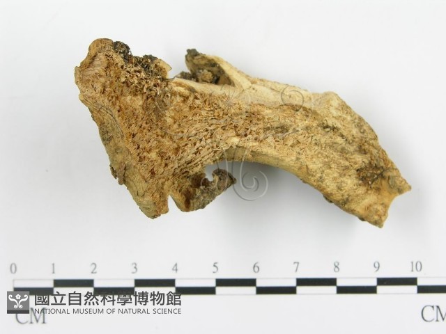 登錄號:F0005290藏品圖，第1張