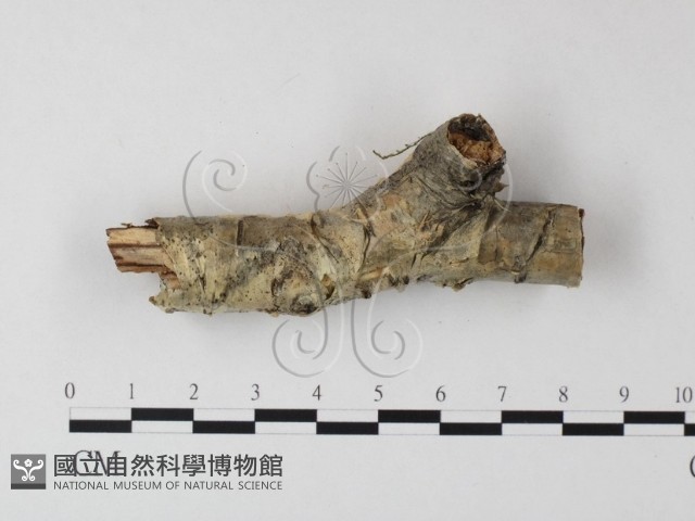 登錄號:F0015290藏品圖，第1張