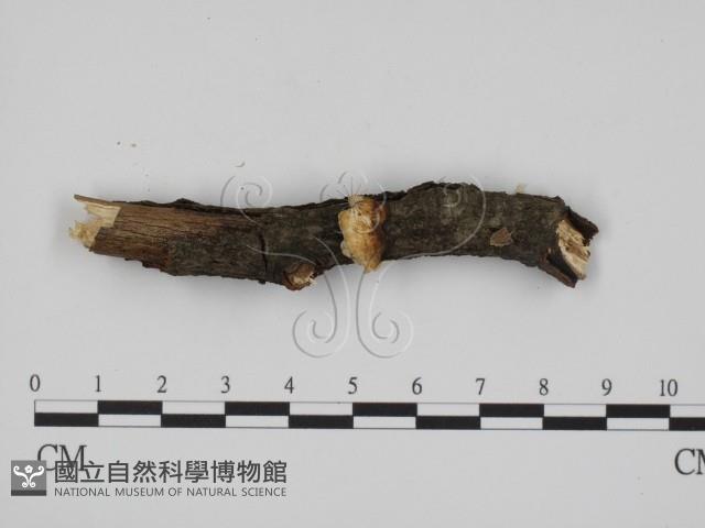 登錄號:F0009290藏品圖，第1張