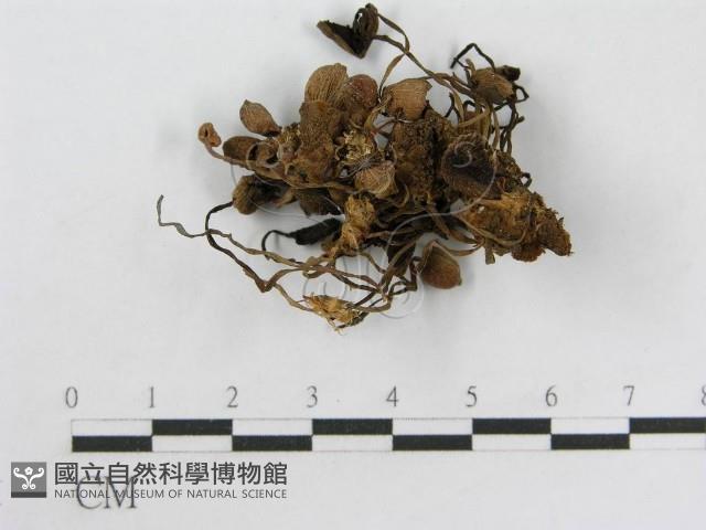 登錄號:F0003290藏品圖，第1張