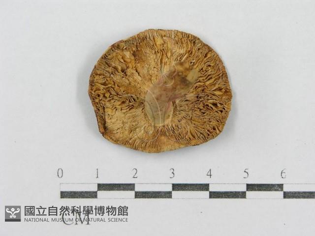 紅菇屬藏品圖，第1張