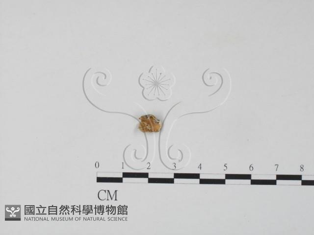 雲芝藏品圖，第1張