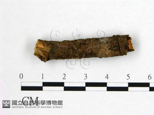 登錄號:F0020890藏品圖，第1張