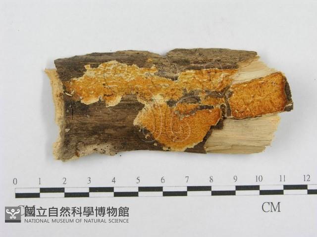 登錄號:F0000890藏品圖，第1張