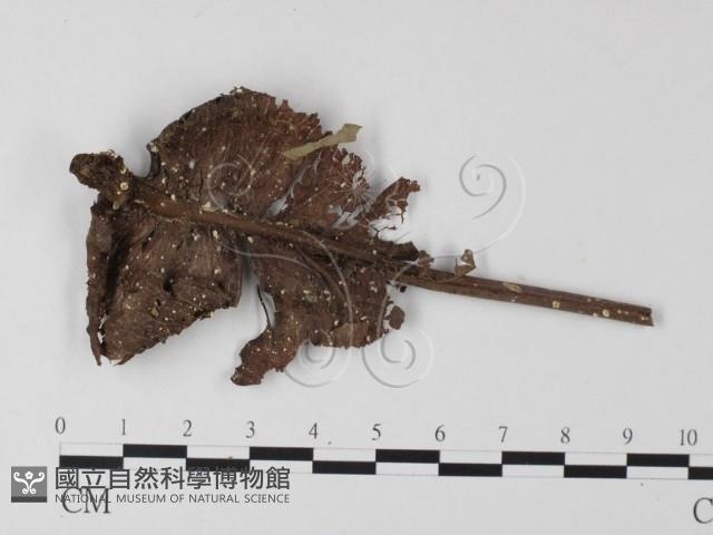 登錄號:F0010890藏品圖，第1張