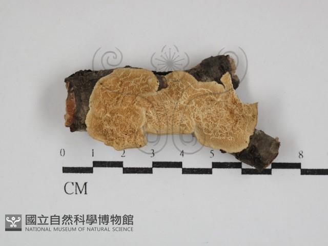 登錄號:F0030890藏品圖，第1張