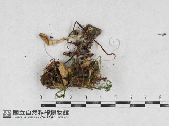 革菌屬藏品圖，第1張