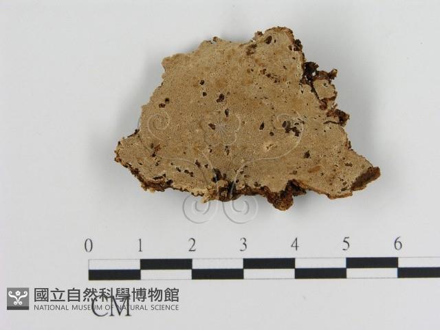 登錄號:F0006890藏品圖，第1張