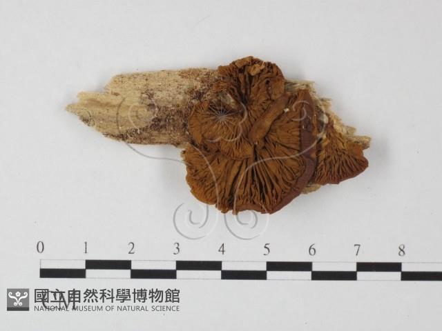 登錄號:F0001890藏品圖，第1張