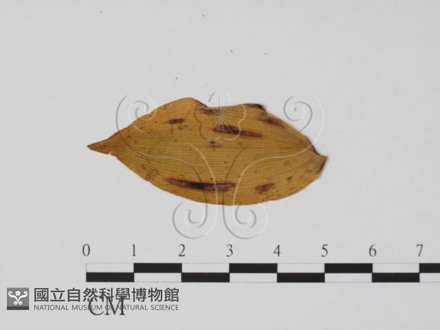 登錄號:F0011890藏品圖，第1張