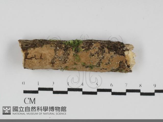 登錄號:F0031890藏品圖，第1張