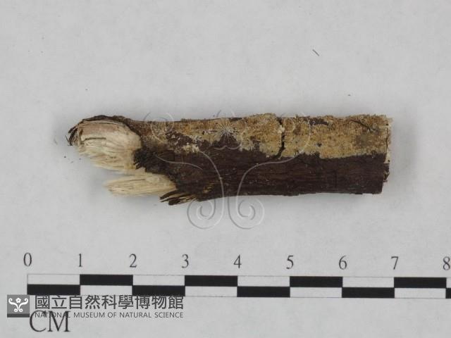 射脈菌屬藏品圖，第1張