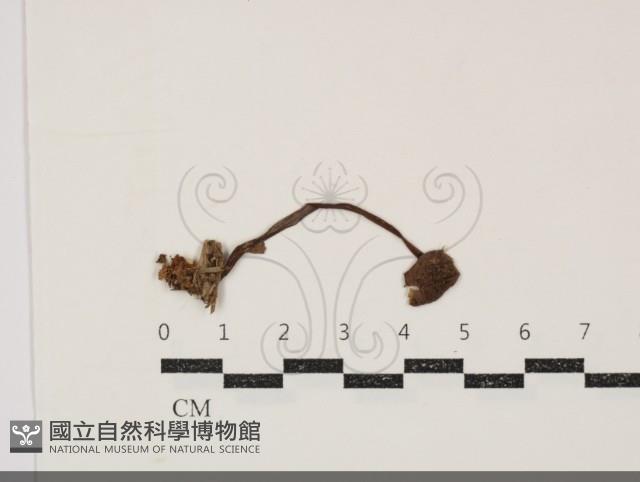 登錄號:F0034890藏品圖，第1張